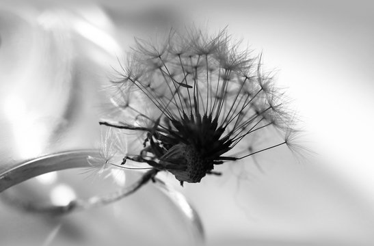 Art photo of dandelion seeds close up on natural blurred background. Black and white photo.