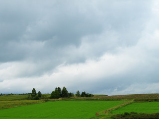 北海道の畑