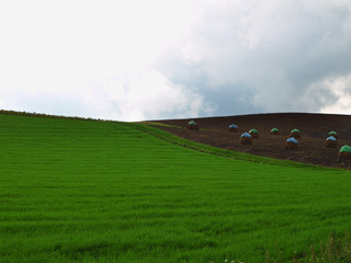 Obraz premium 北海道の畑