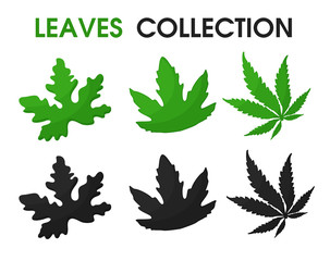 Beautiful shapes of leaves and shadows