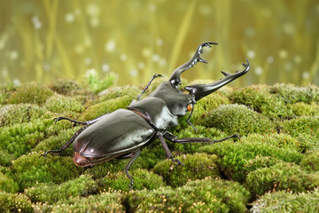 Beetle : Giraffe Stag-Beetle (Prosopocoilus giraffa) is the world's largest saw-tooth stag beetle...