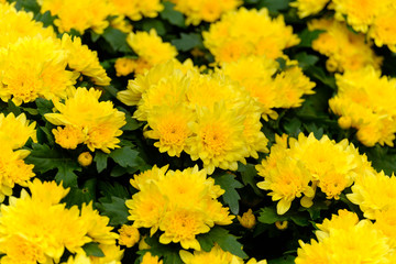 Yellow chrysanthemum flowers