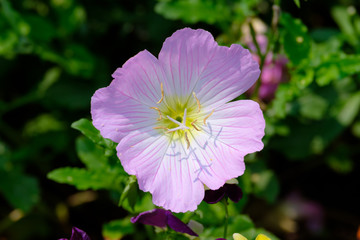 Obraz premium Purple flower of Marsh Cranesbill