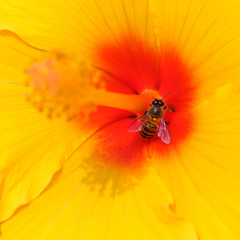 Honey Bee collecting pollen on flower