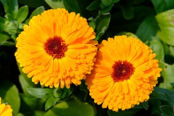 Orange Calendula in garden