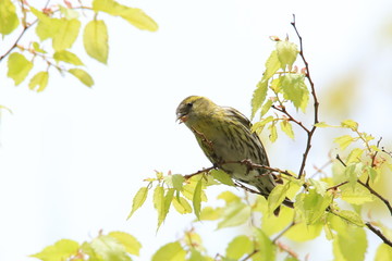 マヒワ（メス）　Eurasian siskin