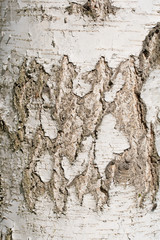 Rinde der Birke, Betula