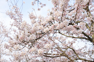 桜