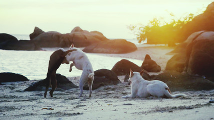 Dogs playing on the shore of the sea at beautiful sunset.