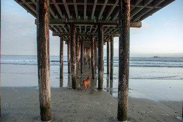 Hund unter Pier von Avila Beach, Kalifornien