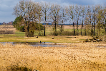 Narwiański Park Narodowy. Wiosna na Podlasiu. Rzeka Narew © podlaski49