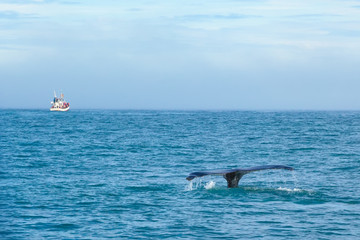 Obraz premium Jumping whale in sea on background of ship with tourists. Town Husavik in Iceland
