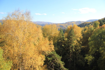 Fototapeta premium Golden autumn in the Altai region in Russia. Beautiful landscape - road in autumn forest