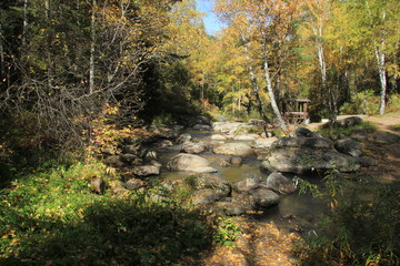 Obraz premium Golden autumn in the Altai region in Russia. Beautiful landscape - road in autumn forest
