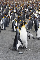 PENGUINS