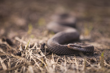 A poisonous snake crawling through the dry grass. Viper common, dangerous poisonous snake, inhabits the European part.