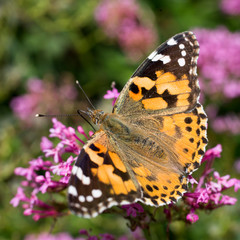 Painted Lady butterfly (Vanessa cardui)nectaring on flowers, Penzance, Cornwall, England, UK.
