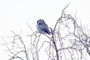 Northern Hawk Owl (Surnia ulula), perched on a tree, northern Norway.