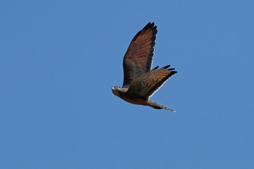 Grasshopper buzzard (Butastur rufipennis)
