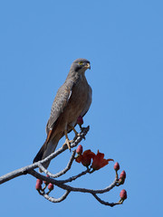 Grasshopper buzzard (Butastur rufipennis)