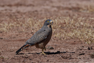 Grasshopper buzzard (Butastur rufipennis)