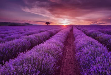 Fototapete Violett Lavendelfelder. Schönes Bild des Lavendelfeldes. Sommersonnenunterganglandschaft, kontrastierende Farben. Dunkle Wolken, dramatischer Sonnenuntergang.