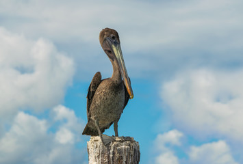 Close up of a pelican in nature.