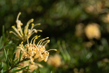 Macro image of yellow grevilliea flower