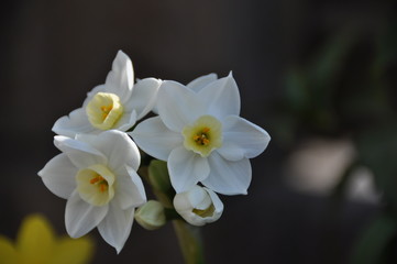 Naklejka na ściany i meble 白い水仙の花