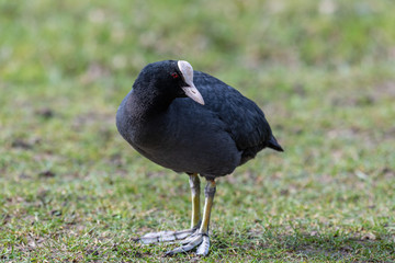 Obraz premium Eurasian coot (Fulica atra)
