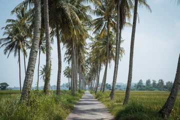 Obraz premium beautiful country road in tropical scenery with coconut trees
