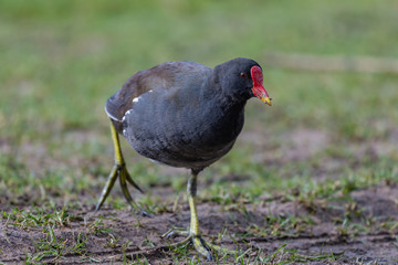 Common moorhen (Gallinula chloropus)