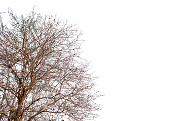 Fototapeta na wymiar Beautiful tree on a white background Natural concept