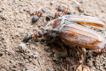 ants found a dead beetle and now eat his carcass