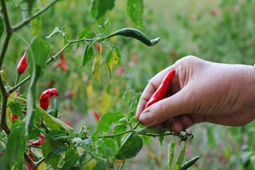 Hand pick red chili on the tree in spring time. Agriculture and nature concept.