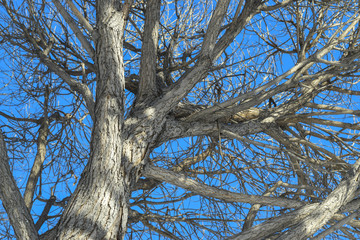 Branches of trees without leaves on a background of bright blue sky