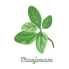 Marjoram isolated on white background. Vector illustration of fragrant herbs in cartoon simple flat style.