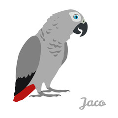 Jaco parrot isolated on white background. Vector illustration of cute bird in cartoon simple flat style.