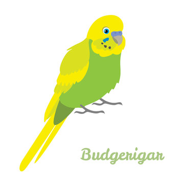 Budgerigar parrot in cartoon simple flat style. Cute yellow green bird isolated on white background.