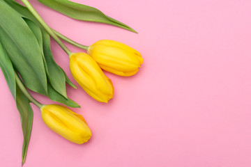 Yellow tulips on a pink background. Top view. Close-up.