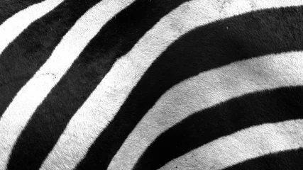 Foto op Plexiglas Close up van zebrastrepen © 琢磨 綾部