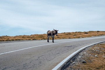 Funny donkey on Transfagarasan road in Romanian mountains, stupid donkeys and assholes on the roads