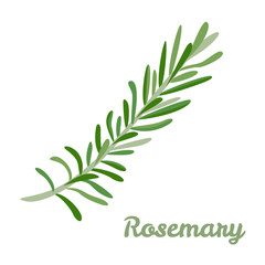 Fototapeta premium Vector rosemary. Icon flavored spices. Illustration of spicy herbs in cartoon simple flat style.