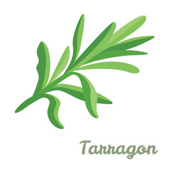 Tarragon isolated on white background. Vector illustration of green fragrant estragon in cartoon simple flat style.
