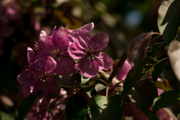 Sprig of purple apple blossoms against a dark background