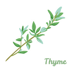 Thyme. Branch of green fragrant herbs isolated on white background. Vector illustration of spicy seasoning in cartoon simple flat style.