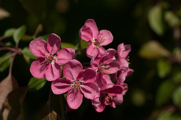 Sprig of purple apple blossoms against a dark background