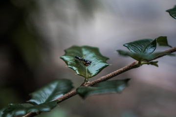 Ant