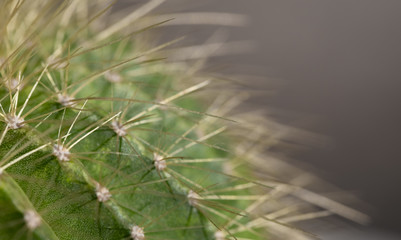 Macro image of a cactus