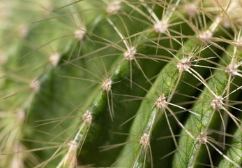 Macro image of a cactus